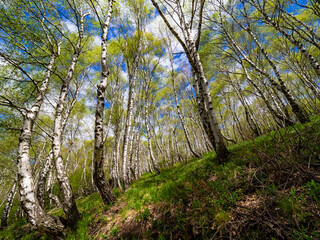 Birch woodland landscape in the italian alps