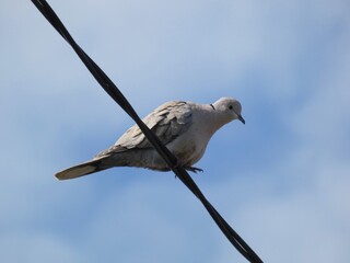 Eurasian collared dove (Streptopelia decaocto) perched on a wire, Gdansk, Poland