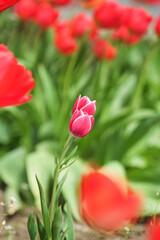 Pink tulip flowers in bloom, spring season, selective focus and bokeh.