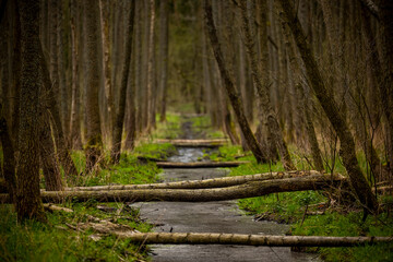 Beaver trail in spring - trees fallen by beavers create bridges over a small stream, green grasses and tree trunks around. Warmia and Mazury, Olsztyn forests, Poland