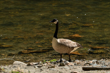 A wild Canadian goose that is no longer migratory, but living as a permanent resident in ponds streams and small bodies of water in the mid-atlantic region