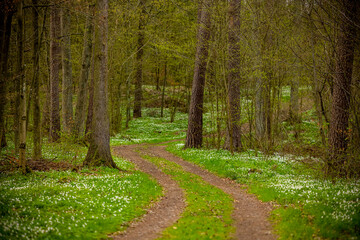 Path through the Warmian green forest - spring white anemone flowers, green grass, tree trunks, young leaves of trees and shrubs