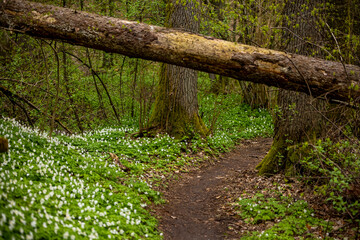 Path through the Warmian green forest - spring white anemone flowers, green grass, tree trunks, young leaves of trees and shrubs