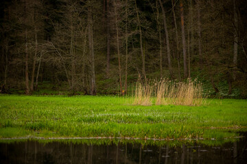 Backwaters on the Łyna river in the forest - Olsztyn forests, Warmia and Masuria, Poland, Spring.