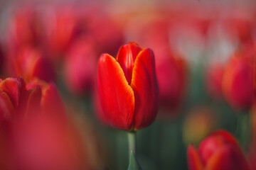 Spring flowers tulips. Red tulip on a blurred background. Beautiful postcard, banner. Selective soft focus