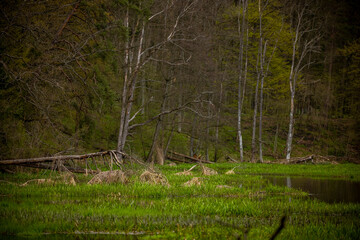 Backwaters on the Łyna river in the forest - Olsztyn forests, Warmia and Masuria, Poland, Spring.