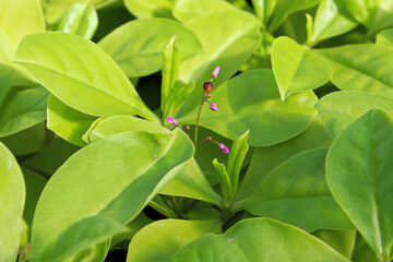 Tiny pink buds on a Limon plant between green leaves