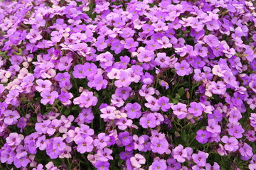 Obraz premium Close up of Aubrieta deltoidea (Rock Cress) in bloom in garden