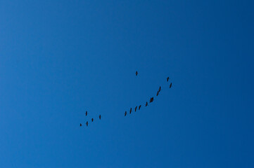 birds in the sky
