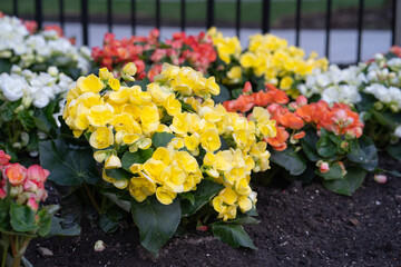 Beautiful Begonia flowers on a sunny day 