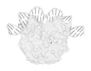 3D rendering as a line drawing of a biological molecule. Crystal structure of a CAP-DNA complex: the DNA is bent by 90 degrees.