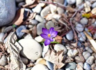 Early spring purple flowers blooming in woodland garden. Pulsatilla, crocus, prairie crocus, primula. Photo background, nature, blooms, blossoms, close-up
