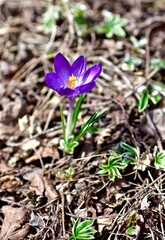 Early spring purple flowers blooming in woodland garden. Pulsatilla, crocus, prairie crocus, primula. Photo background, nature, blooms, blossoms, close-up