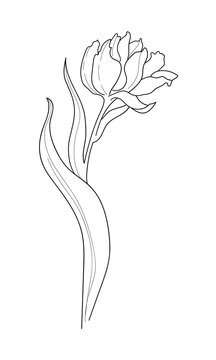 Flower in line art style. Minimalist Vector Illustration of tulip outline. Contour drawing of Plant for Icon or concept design