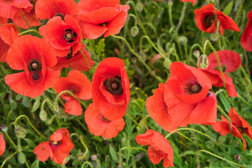 Papaver rhoeas. Natural poppy background.