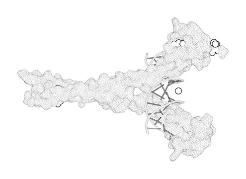 3D rendering as a line drawing of a biological molecule. Structural Basis of Alternative DNA Recognition by Maf Transcription Factors