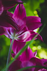 Beautiful pink/purple tulip on the green background from the bottom