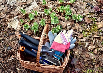 Early spring yard and garden clean up from winter season mulched flowerbeds. Nature backyard...