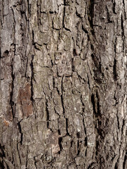 Naklejka premium Embossed texture of the bark of tree. Pattern of natural tree bark background.