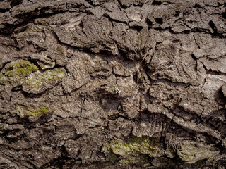 Embossed texture of the bark of tree. Pattern of natural tree bark background.