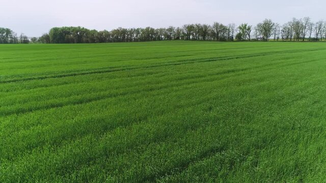 Flying along a green field in spring on a sunny day