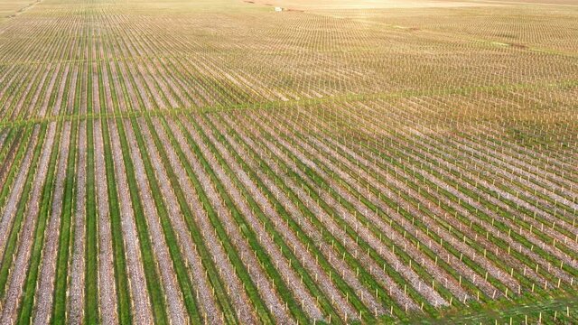 Vineyard - large cultivated field for sustainable organic production of grape vine used for wine. Industrial agriculture on farmland growing vines for food and winery. Rows of crop on arable land.
