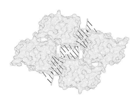 3D rendering as a line drawing of a biological molecule. Structure of p53 binding to the BAX response element reveals DNA unwinding and compression to accommodate base-pair insertion.