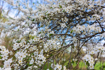Spring flowering of fruit trees. Plum flowers.