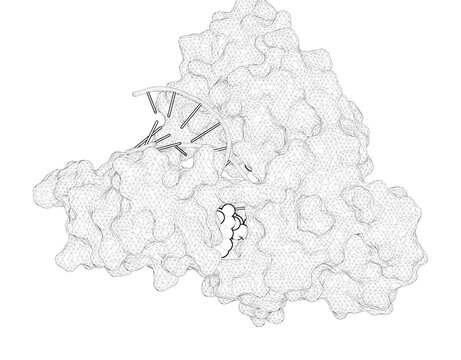3D rendering as a line drawing of a biological molecule. Structural basis of accurate replication beyond a bulky major benzo[a]pyrene adduct by human DNA polymerase kappa.