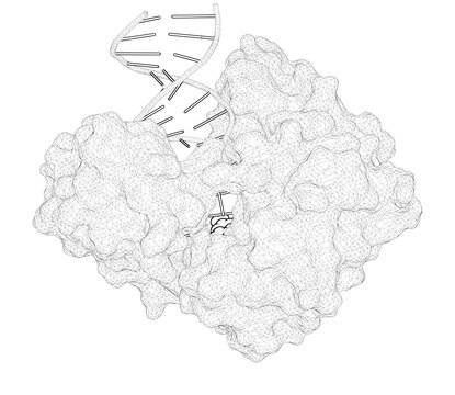 3D rendering as a line drawing of a biological molecule. The y-family DNA polymerase dpo4 uses a template slippage mechanism to create single-base deletions.