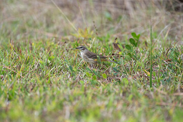Palm Warbler