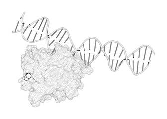 3D rendering as a line drawing of a biological molecule. Thymine DNA glycosylase exhibits negligible affinity for nucleobases that it removes from DNA.