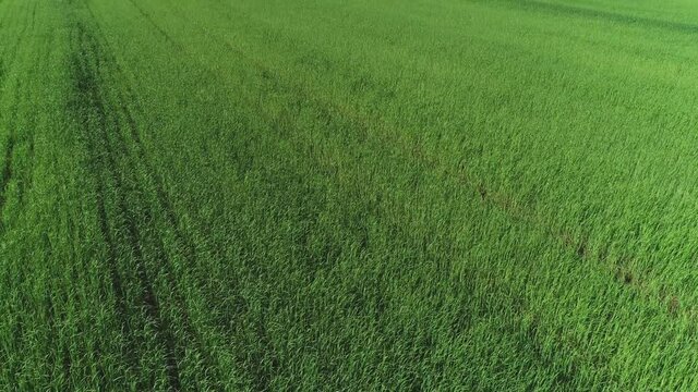 Flying along a green field on a sunny day