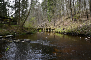 Fototapeta na wymiar View of a small river with waves and stones in the forest in spring.
