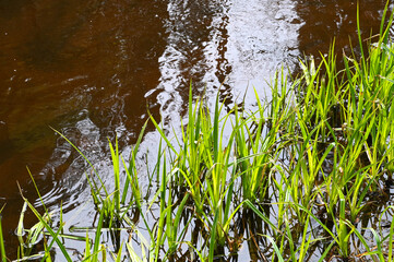 Close-up of a green forest river plants with water reflection in the sun.