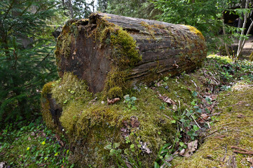 A pile of rotten wooden logs with moss in the forest in spring.