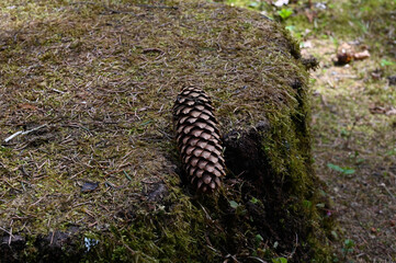 Close-up of a spruce cone on a stump in the forest in spring.