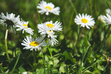 Beautiful daisies in a field, in the grass, spring, summer.