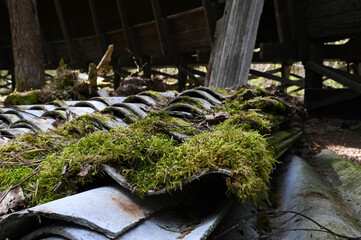 A pile of old slate sheets overgrown with moss.
