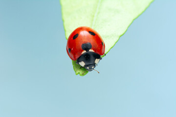 Extreme macro shots, Beautiful ladybug on flower leaf defocused background.