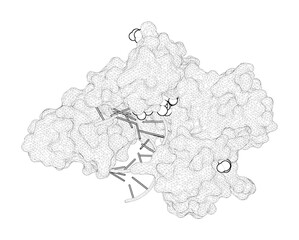 3D rendering as a line drawing of a biological molecule. Capture of a third Mg2+ is essential for catalyzing DNA synthesis.