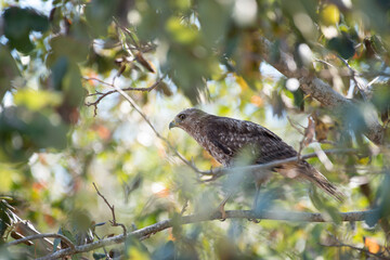 Red Shouldered Hawk