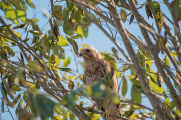 Red Shouldered Hawk