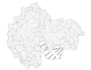 3D rendering as a line drawing of a biological molecule. Structural insights into the generation of single-base deletions by the Y family DNA polymerase dbh.