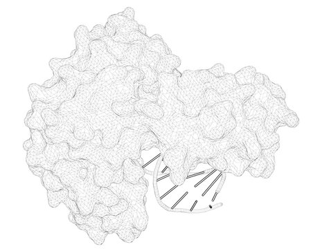 wireframe dna structure, white background clip art preview