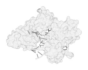 3D rendering as a line drawing of a biological molecule. Watching DNA polymerase eta make a phosphodiester bond