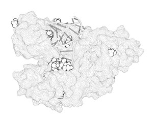 3D rendering as a line drawing of a biological molecule. Structural basis for the synthesis of nucleobase modified DNA by Thermus aquaticus DNA polymerase.