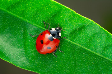 Extreme macro shots, Beautiful ladybug on flower leaf defocused background.