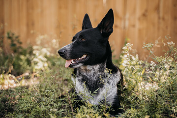 Beautiful dog in the grass