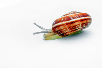 Extreme macro shots, Beautiful snail. isolated on a white background.